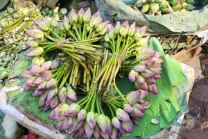 Scarcity of lotus may be a problem for Kolkata Durga Puja organisers