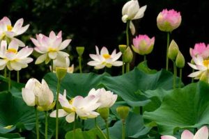 Durga Puja 2024: Price of Lotus may be high due to rain that caused damage of the flowers