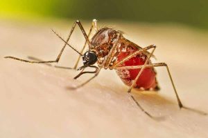 Many suffers from Dengue and Malaria both in Bengal