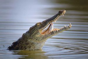 Man puts hand inside crocodiles mouth in Million Years Stone Park & Pattaya Crocodile Farm