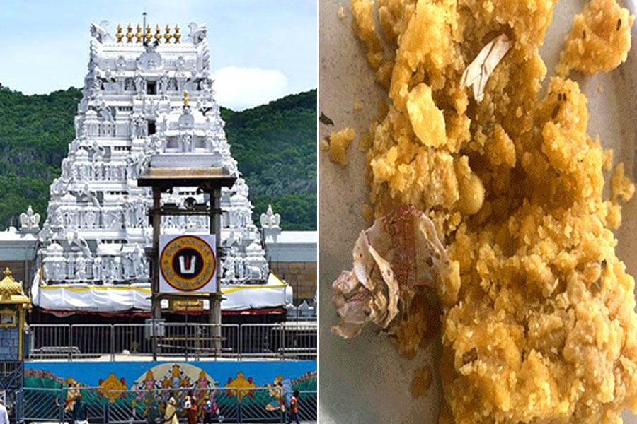 Devotees claim insects found in Tirupati prasad