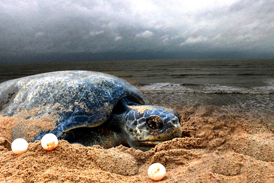 Cyclone Dana: How this affects on endangered Olive Ridley Turtles in Odisha