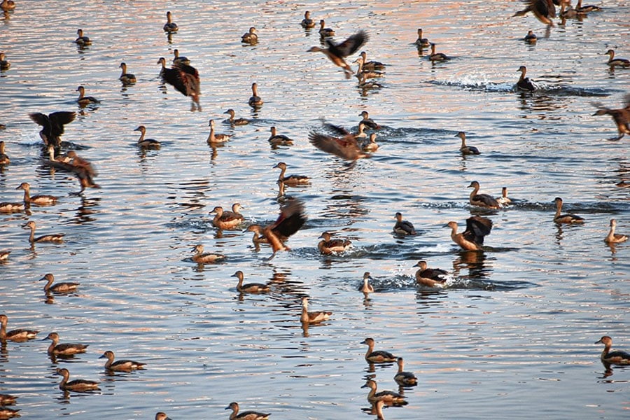 Crowd of migratory birds at Ghatal