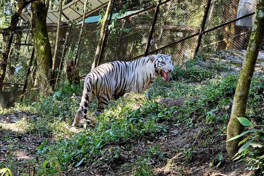 Darjeeling zoo received one pair of tigers (leucistic)