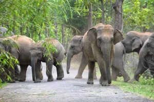 Number of elephant rises in west bengal