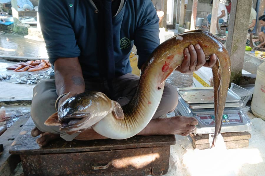 Offbeat News: Giant fish seen in Teesta river, people got wrong to think as snake