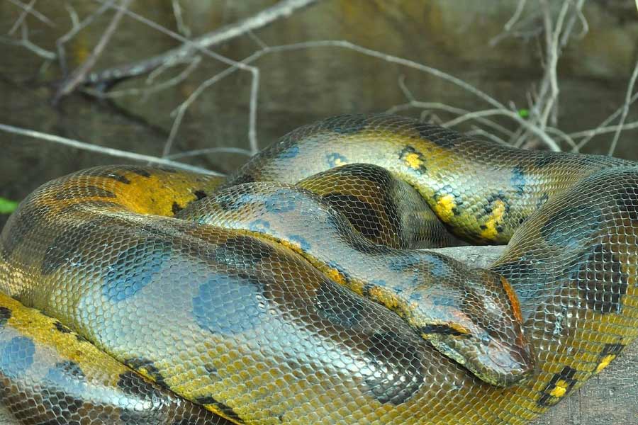 Alipore Zoo in search of Green Anaconda