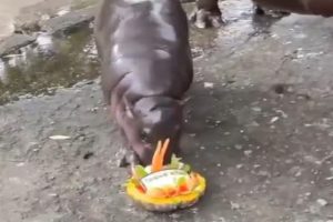 Hippo Moo Deng Predicts US Election Winner