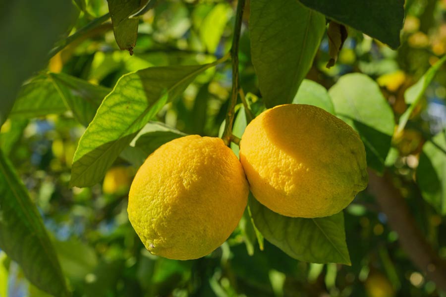 Agriculture News: What is the solution if lemon cultivation faces any problem, here are experts' advice