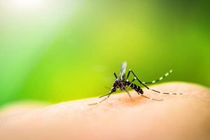 Here are some natural way to get rid of Mosquito