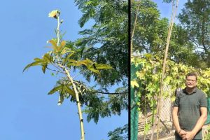 Bhopal man grows longest Bhindi tree