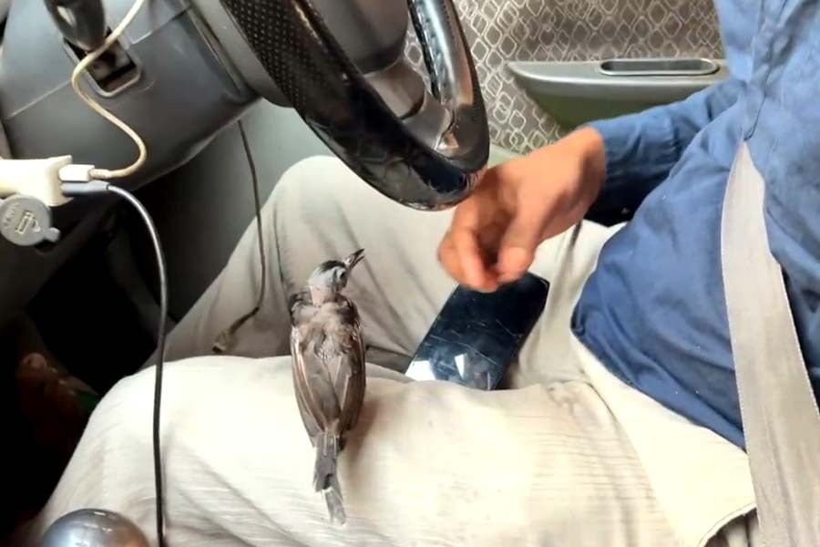 Kolkata: App Cab Driver from Maheshtala, Sushanta Mondal, Driving with His Special Friend, a Bird