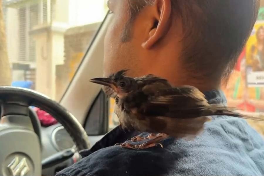 Kolkata: App Cab Driver from Maheshtala, Sushanta Mondal, Driving with His Special Friend, a Bird