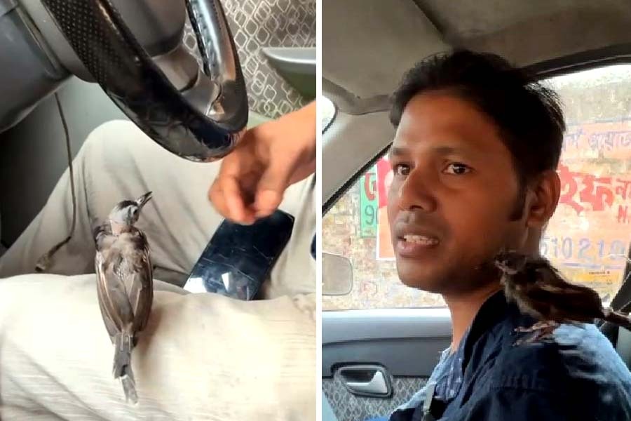 Kolkata: App Cab Driver from Maheshtala, Sushanta Mondal, Driving with His Special Friend, a Bird.