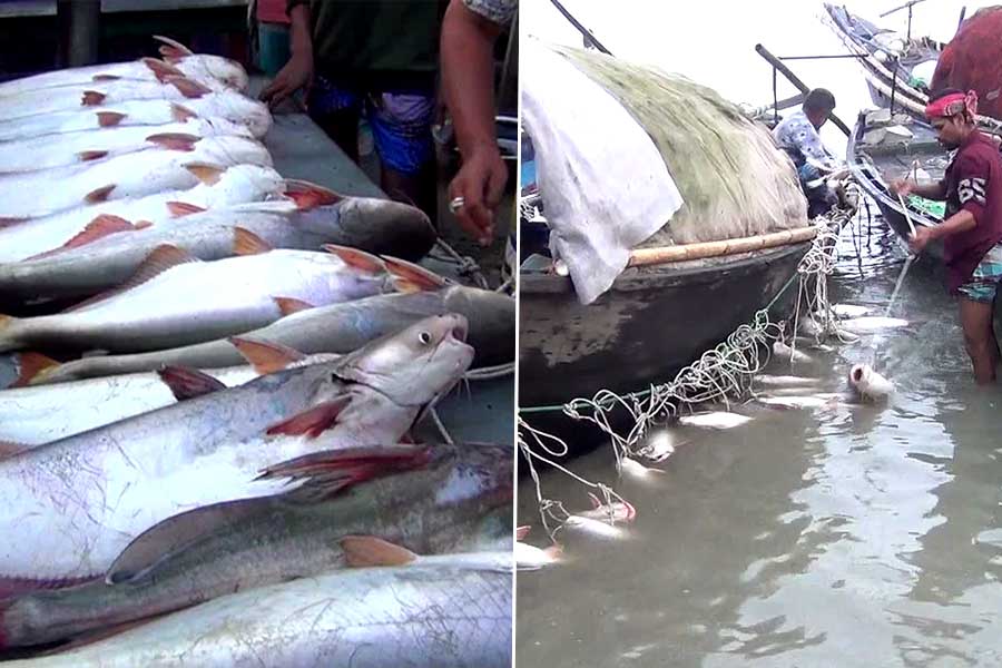 Fishermen are selling huge amount of pangas fish in Bangladesh