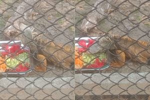 6 iguanas were brought to Garchumuk Zoological Park