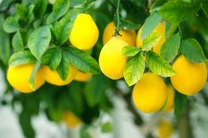 Details of lemon cultivation