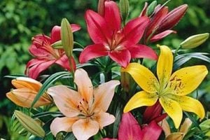 Demand for lilium is high at india and abroad