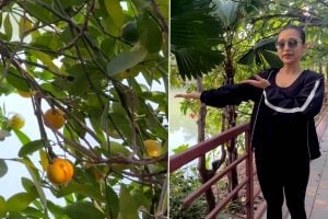 Watch: Mimi Chakraborty plants Orange tree, shares video