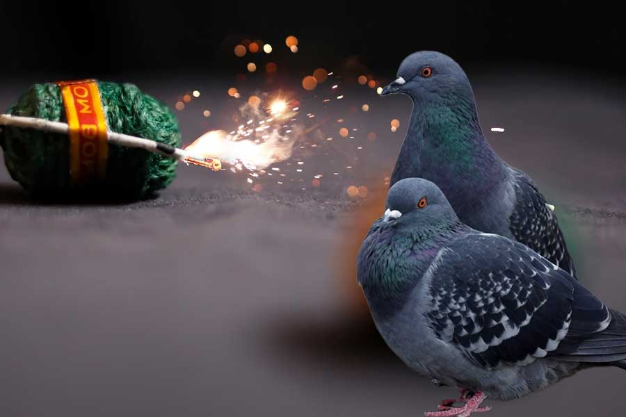 Pigeon died as effect of sound crackers in Bardhaman