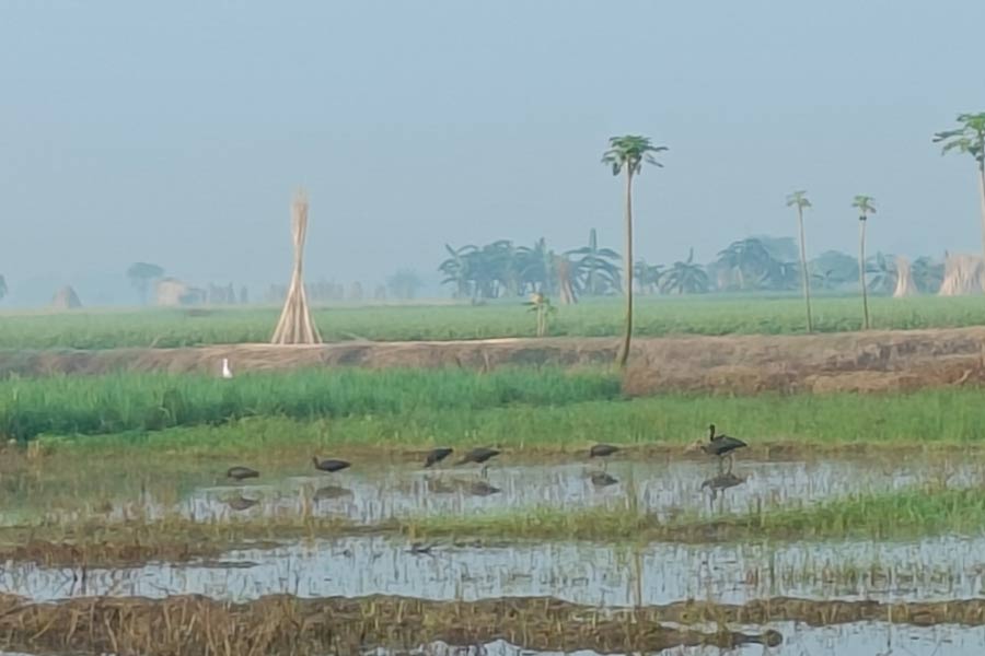 Rare migratory birds black cranes seen at Tehatta before winter comes