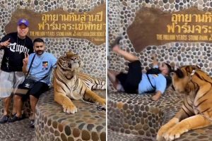 Viral Video: Tiger Scares Two Men Who Were Clicking Picture at Zoo