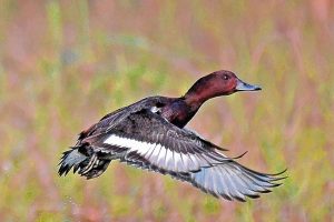 Red crested pochard appeared on the banks of Teesta River