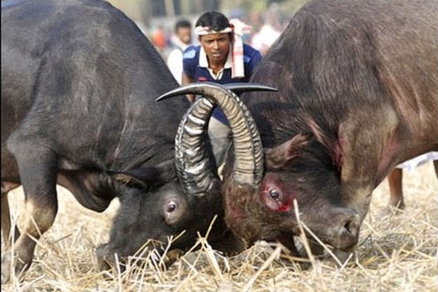 Gauhati High Court ban Buffalo and Bulbuli bird fights in Assam