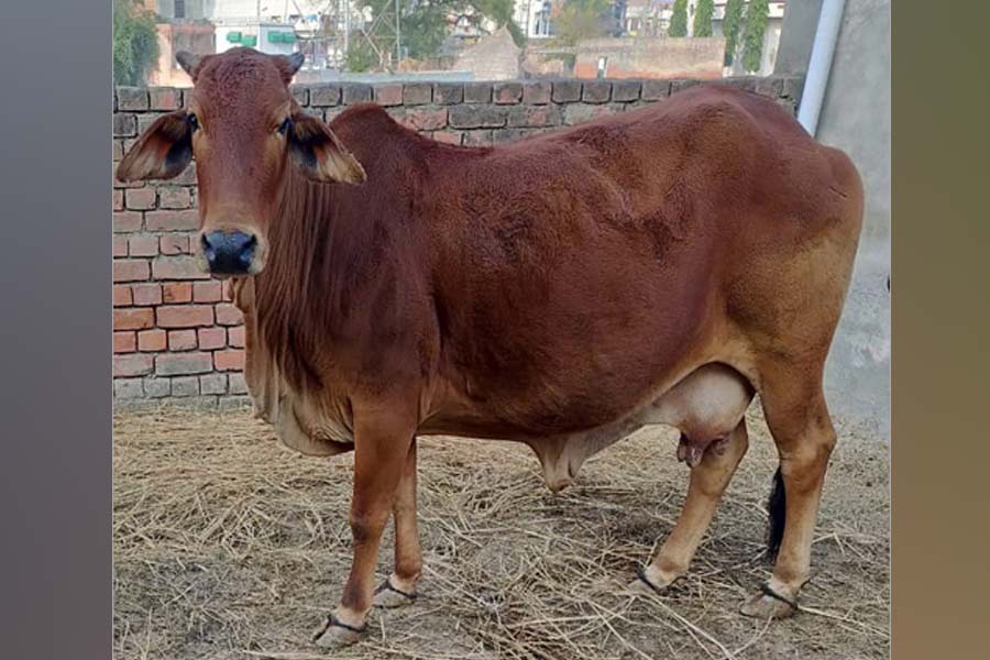 A youth allegedly assaulted a cow, arrested from Medinipur