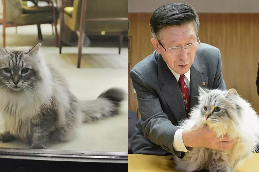 Vladimir putin's Peace cat died in Japan