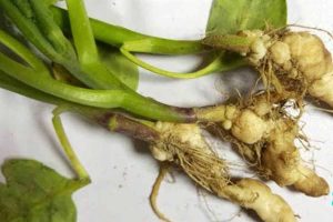 Here are some preventive way to stop clubroot