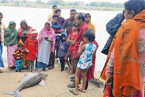 Death of Ganges river dolphin in Katwa