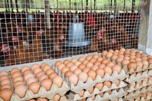 West Bengal is becoming self-reliant in egg production