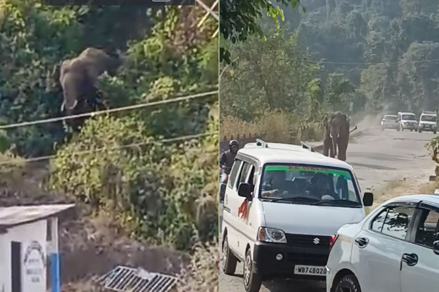 Wild Elephant Spotted in Panighatta bridge at Darjeeling