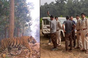 Forest guards get ready with tranquilizer gun to get Royal bengal tiger back to Odisha from Jhargram