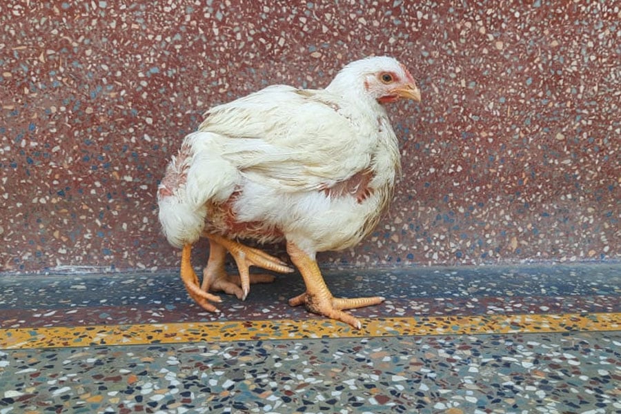 Crowds gather to see the four-legged chicken in Katwa