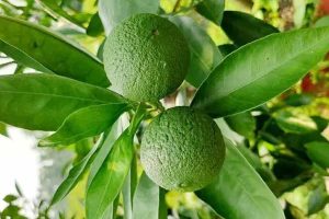 Farmers of Malda cultivate Malta lemons