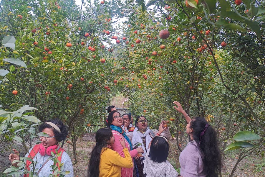 Nursery owner of Ashoknagar makes orange garden in plane land of South Bengal