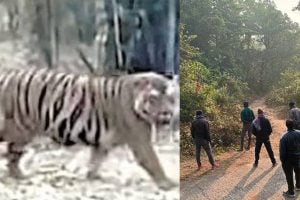 Royal Bengal Tiger Zeenat almost plays hide and seek, forest guards cannot reach her yet