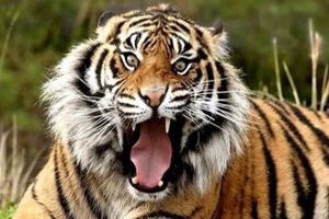 Aranya Bhawan worried about Royal Bengal Tiger roaming around in Chandil