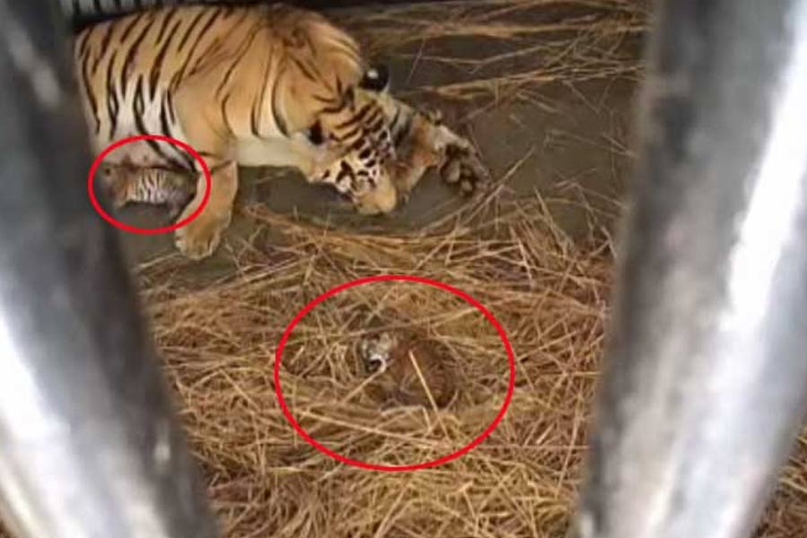 Three cubs of Royal Bengal Tiger Rica in Siliguri died after mother's bite