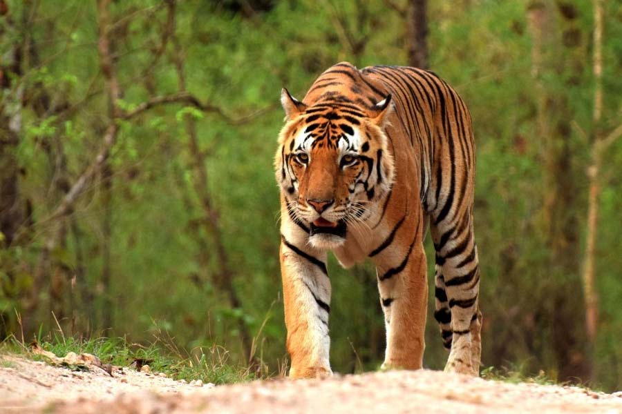 Royal Bengal tiger spotted near Jhargram