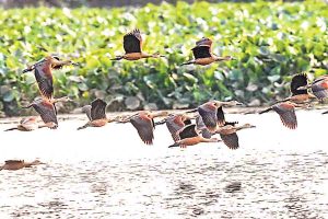 Migrant birds are now rare in Santragachi waterbody due to pollution