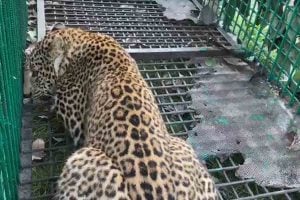 Leopard captured in Tea garden at Alipurduar