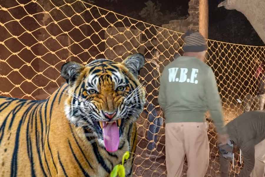 Bengal forest department puts up nylon fence in Purulia's Raika hills area to stop tigress Zeenat