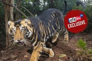 Why tigress Zeenat and Yamuna brought to Simlipal