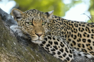 Leopard Spotted At Infosys Mysuru Campus