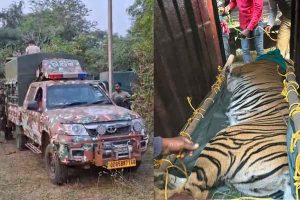 Tigress zeenat is captured after 4 tranquilizer shot in Bankura