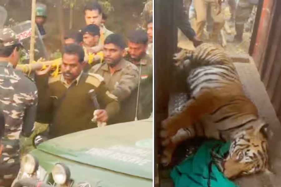 Bankura's Gosaidihi's people feel free after Tigress Zeenat sedated