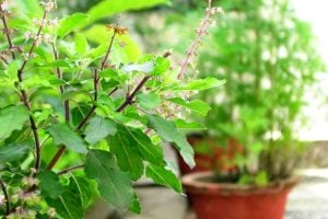 Know how to save Tulsi plant in dry winter weather